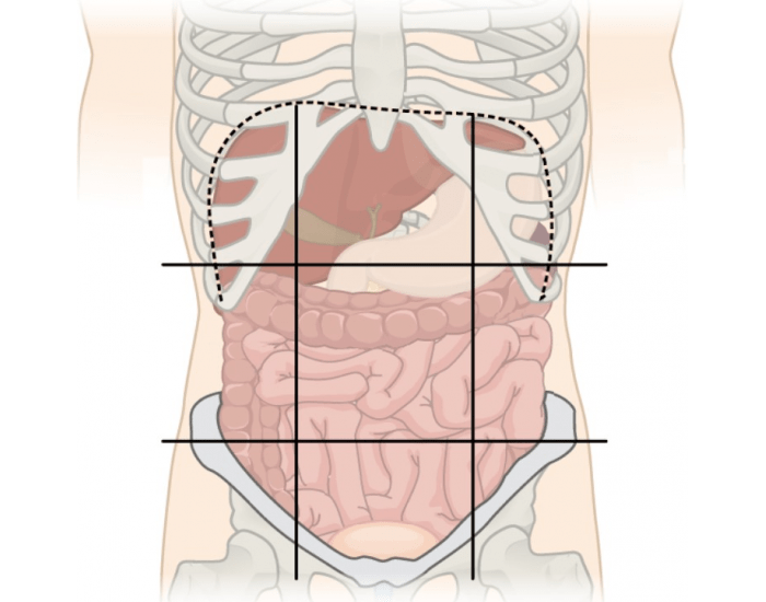 Abdominal Quadrants Review Quiz