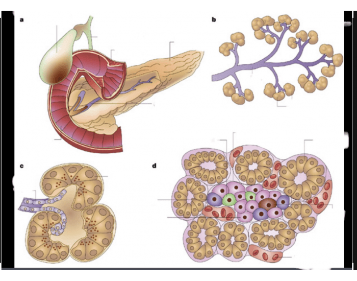 ENDO function of Pancreas Quiz