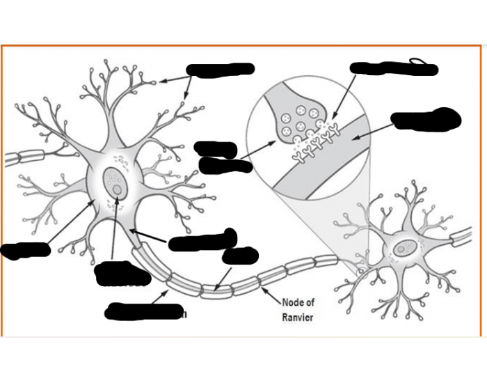 Neuron Quiz