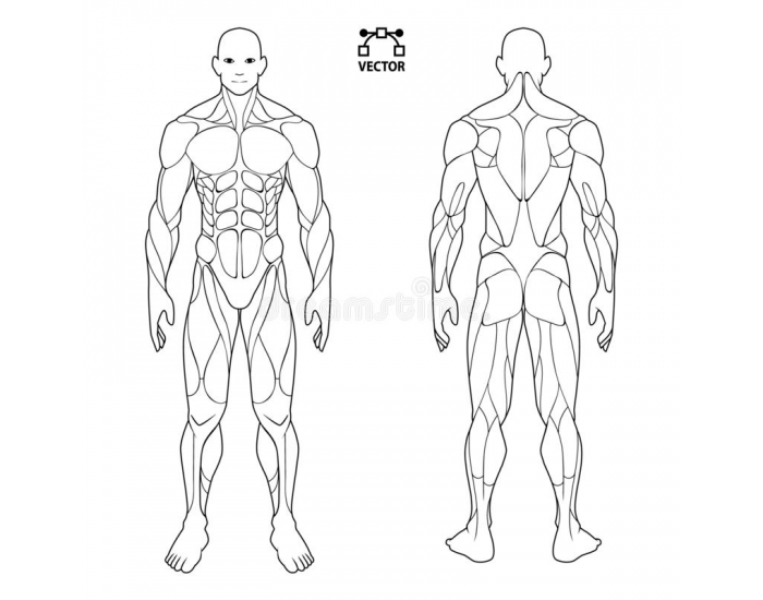 basic-muscle-identification-quiz