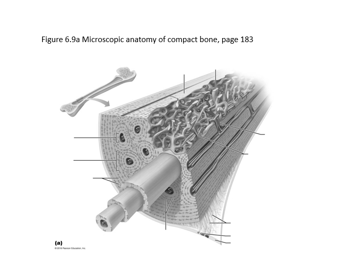 Compact Bone Description Microscopic Anatomy Of Compact Bone Label Microscopic Structure Of