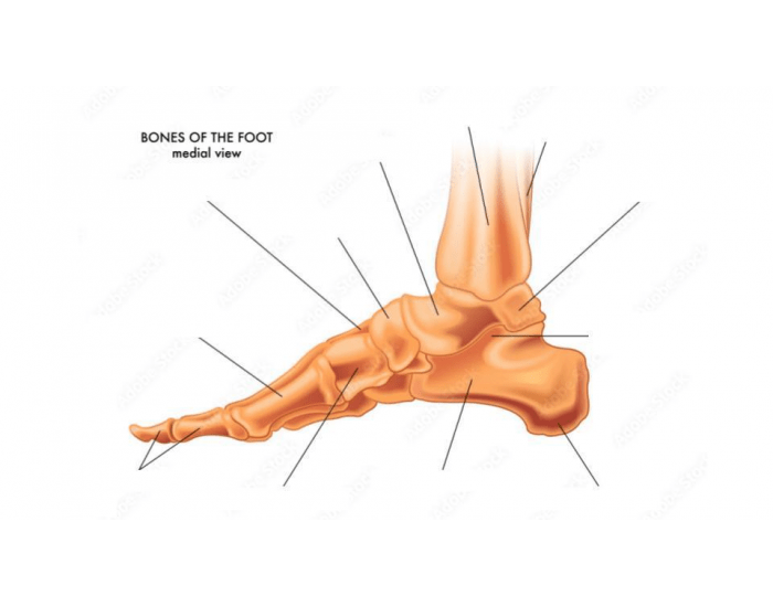 Bones of the Foot Medial View Quiz