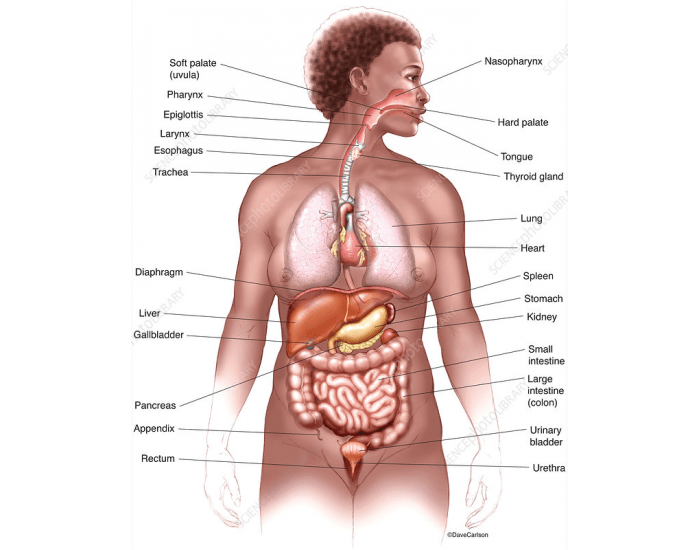 Organ Dimensions organ measurements Quiz