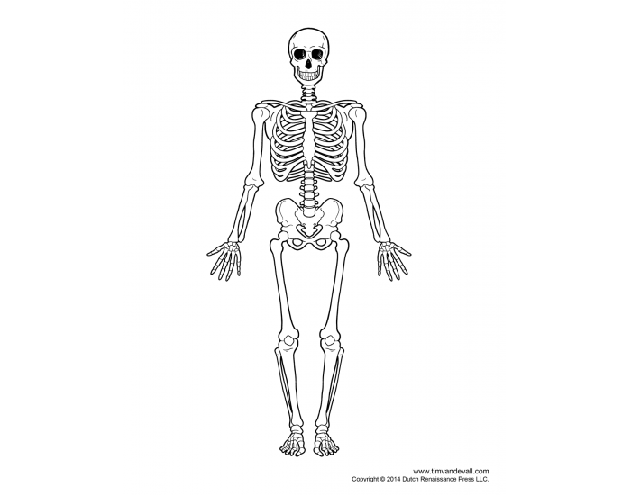 Skeletal System Anatomy Quiz Skeletal system anatomy quiz