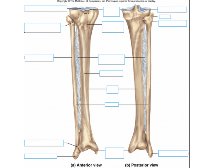 Tibia and Fibula labeling Quiz