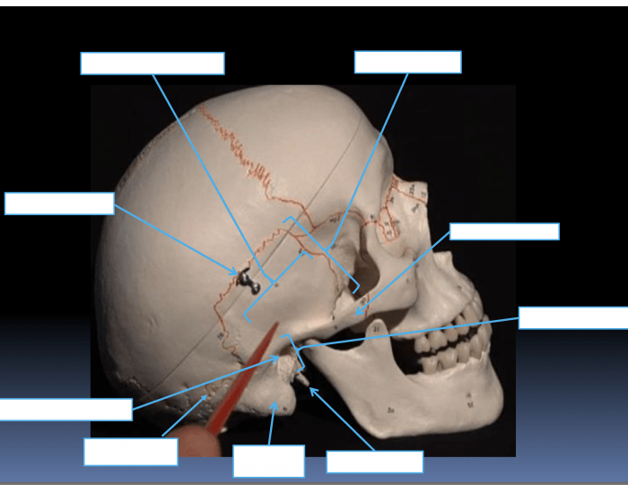 Temporal bone of the skull Quiz
