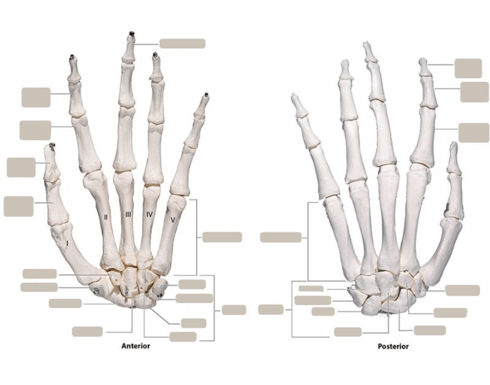 Hand Views anterior and posterior views of the left hand Quiz