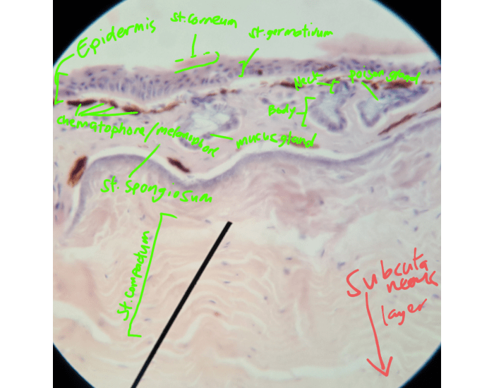 Integumet Under Microscope frog integumentary system lab Quiz