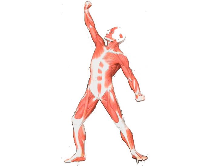 Muscle Man Labeling Printable Worksheet