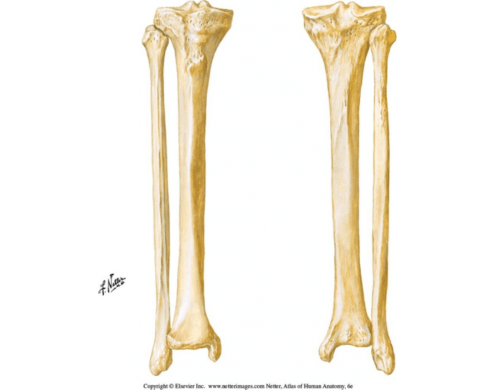 Parts of Tibia and Fibia Quiz