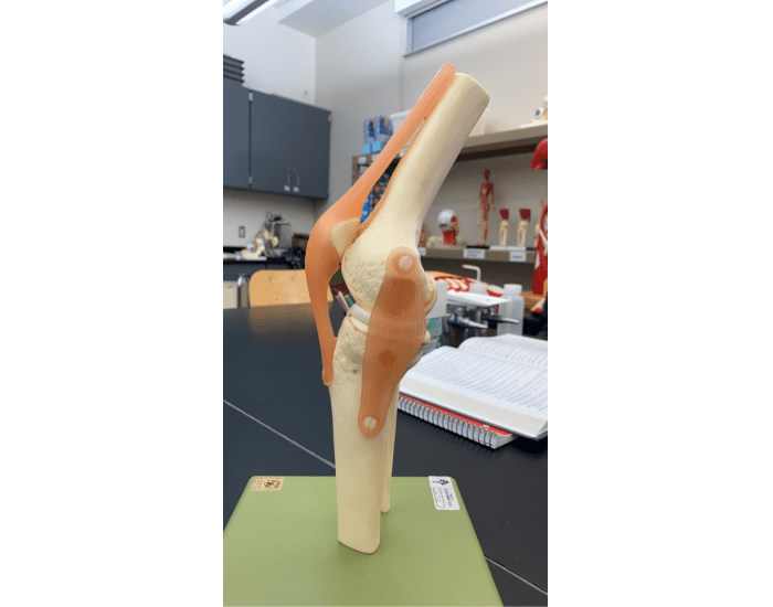 Understanding the Anatomy of the Knee – A Labeling Guide