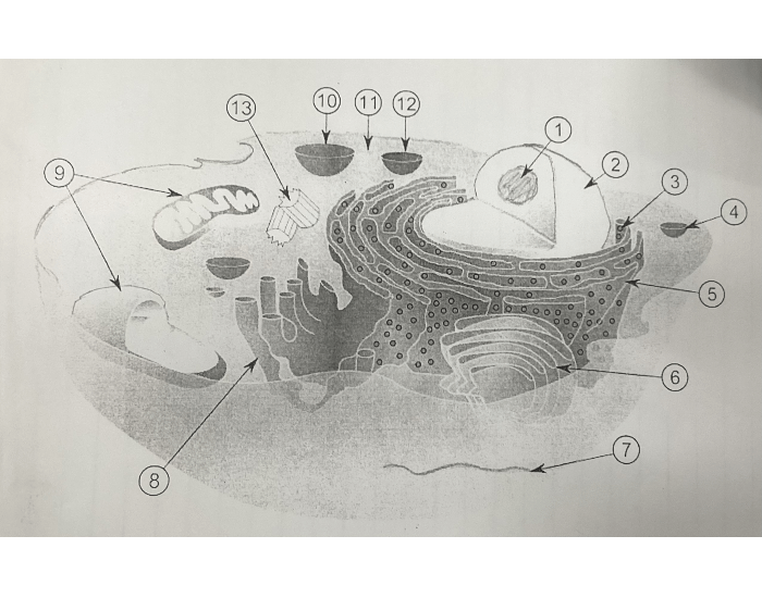 Biological Cell Diagram Quiz