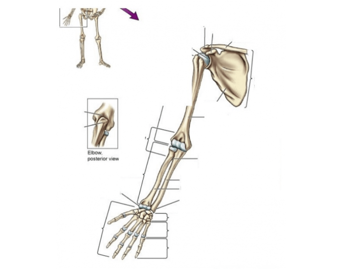 Arm And Hand Bones Printable Worksheet