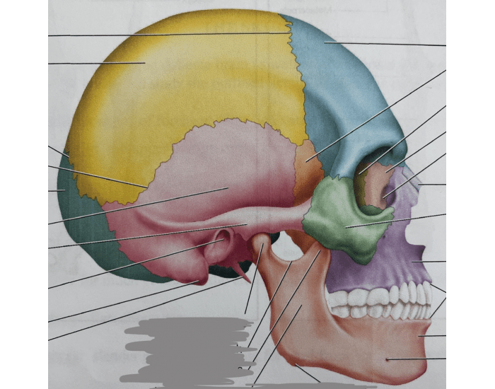 Exterior Lateral View Quiz Biology Diagrams