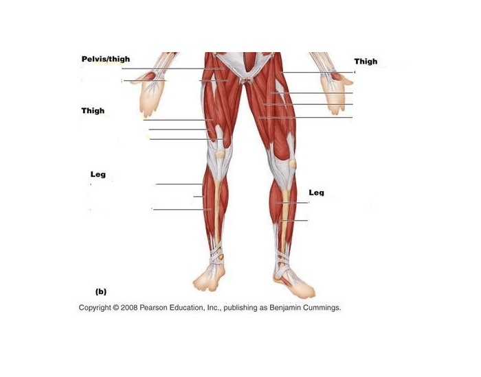 main-muscles-of-the-leg-quiz