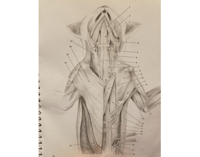 Deep Trunk Deep Ventral Trunk Muscles Quiz