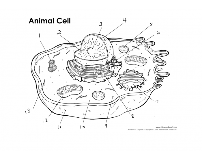 Animal Cell Organelle Review Quiz