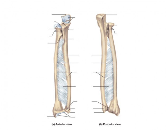 Ulna and Radius Labeling Quiz — Printable Worksheet