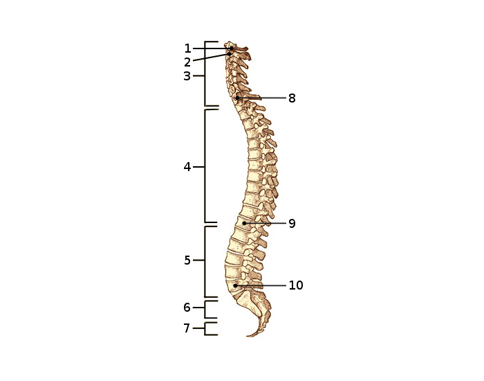 Spine Labels Quiz