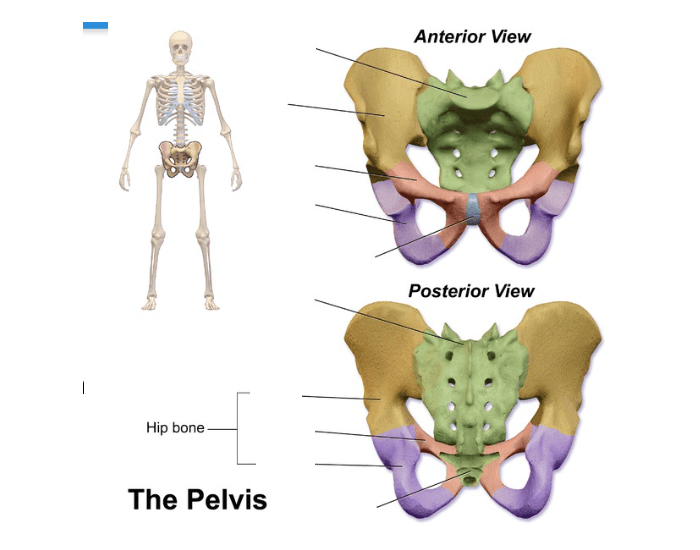 the-pelvis-skeletal-system-quiz