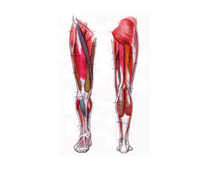 leg Quiz