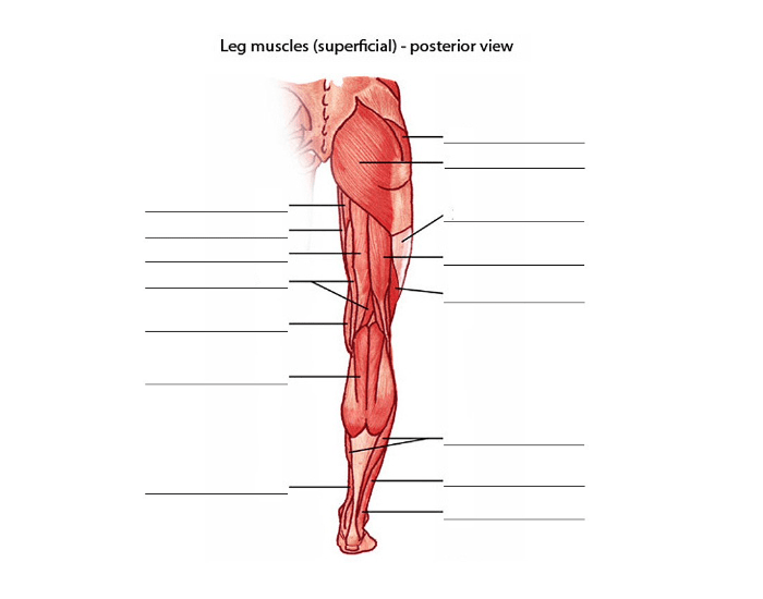 Leg Back Labelling Leg muscles superficial - posterior view Quiz