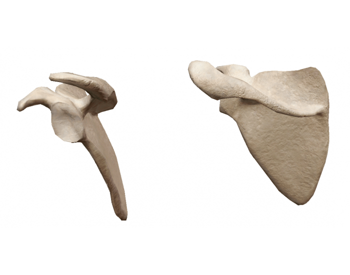 Normal Left Scapula Scapula (Left) Quiz