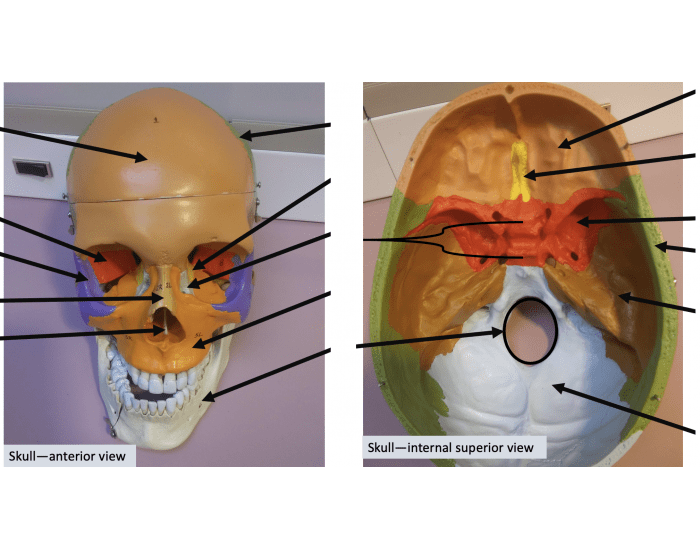 Skull Pt 1 Colored Quiz