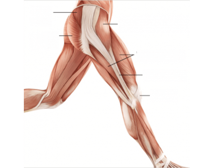 Limbs Reference Lower Limbs (Lateral) Labeling Quiz