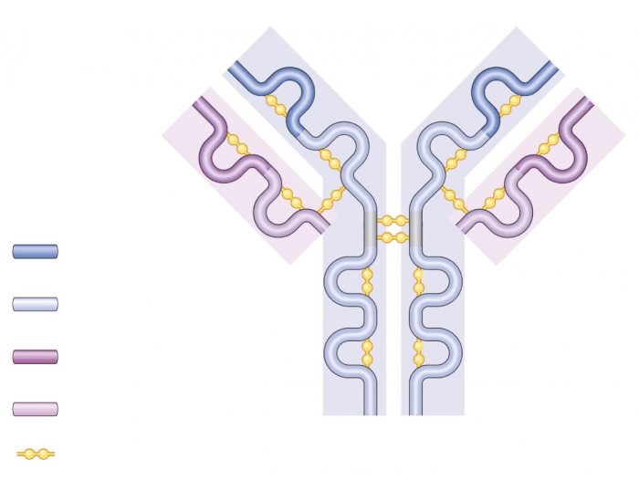 Antigen Binding Site Antigen Binding Site