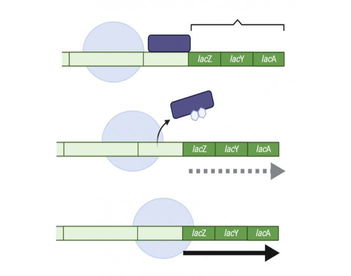 Lac Operon 2 Quiz