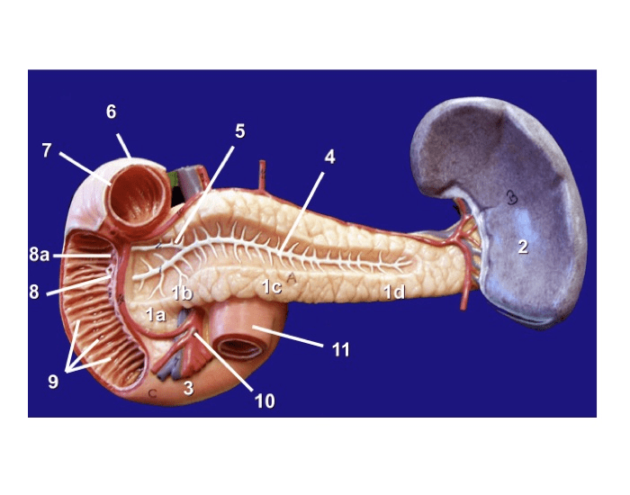 Ant. View Duodenum, pancreas, spleen Quiz