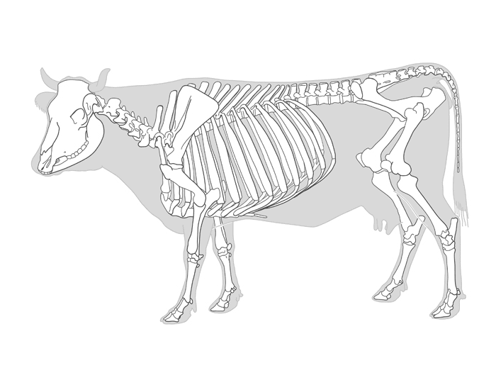 Cow Skeleton Line Drawing cow skeleton anatomy — Printable Worksheet