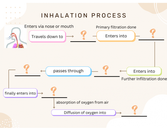 Inhalation Process Quiz