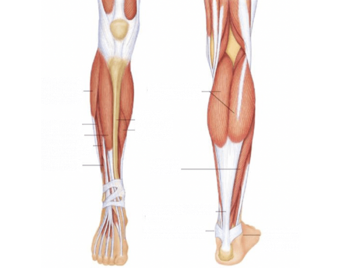 Lower Limb Lettering Lower Limb Labeling Quiz