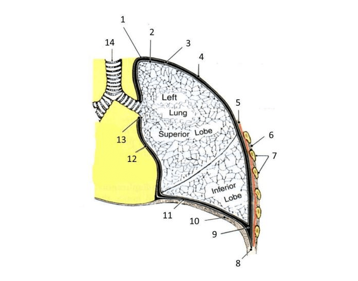 pleurae and pleural cavity Quiz Biology Diagrams