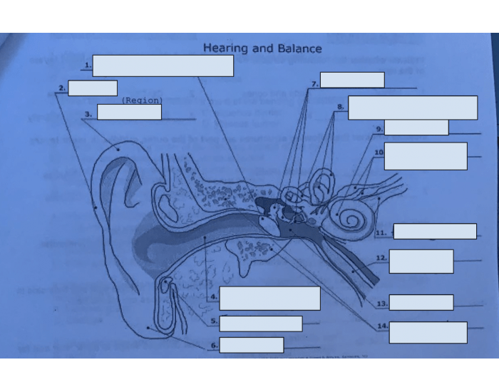 Ear labeling Quiz