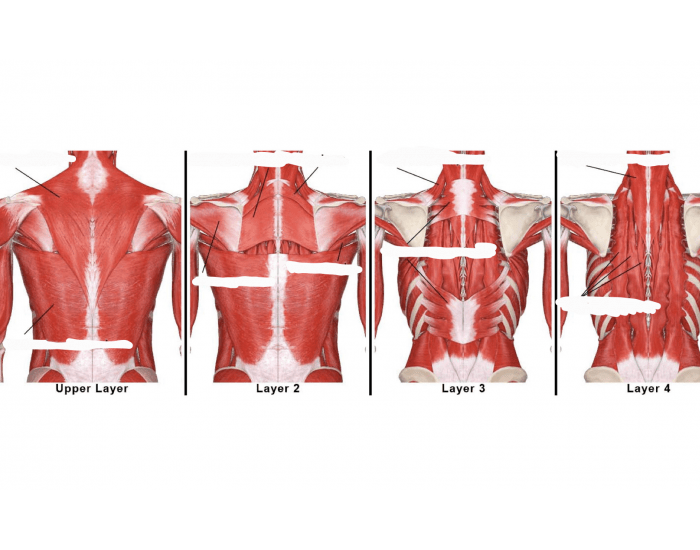 Back Muscles Quiz Get Body Smart at Jamie Gibb blog