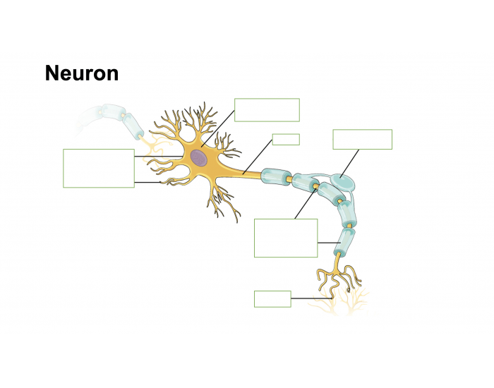 Neuron Quiz