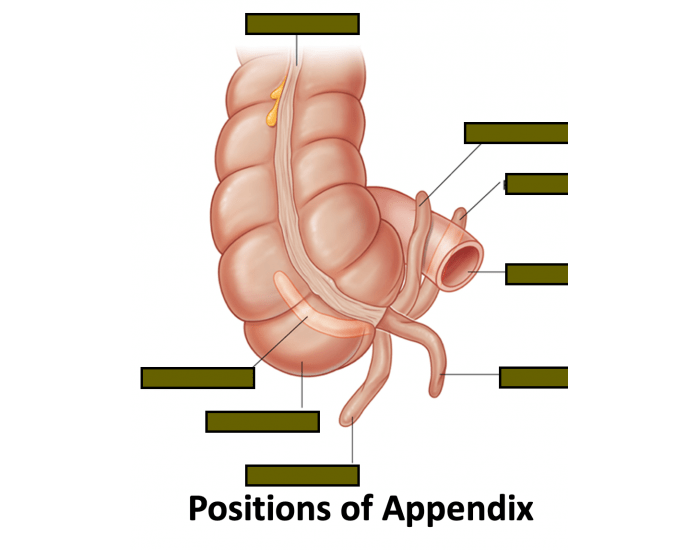 positions of appendix Quiz
