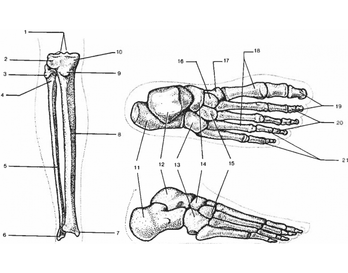 What Causes Pain In Foot And Lower Leg