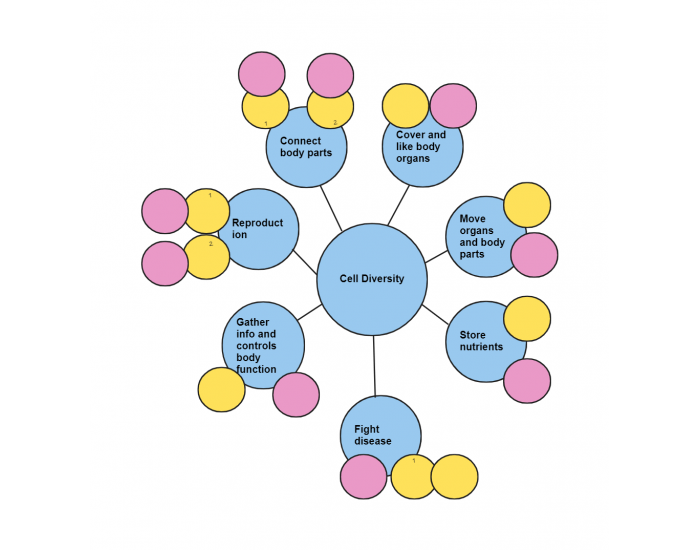 Cell Specialization Quiz