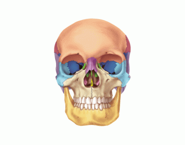 Ethmoid Bone Quiz