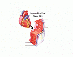 Label the Layers of the Heart