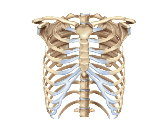 The Thorax and sternum Quiz