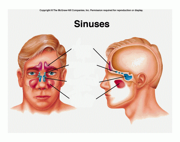 Sinuses — Printable Worksheet