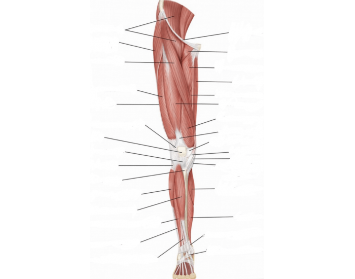 Leg muscles (anterior) labeling Quiz