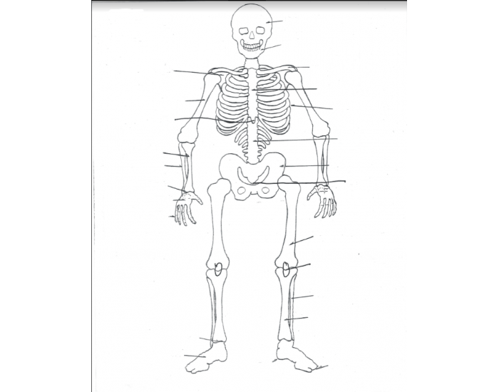 Label Major Bones Quiz