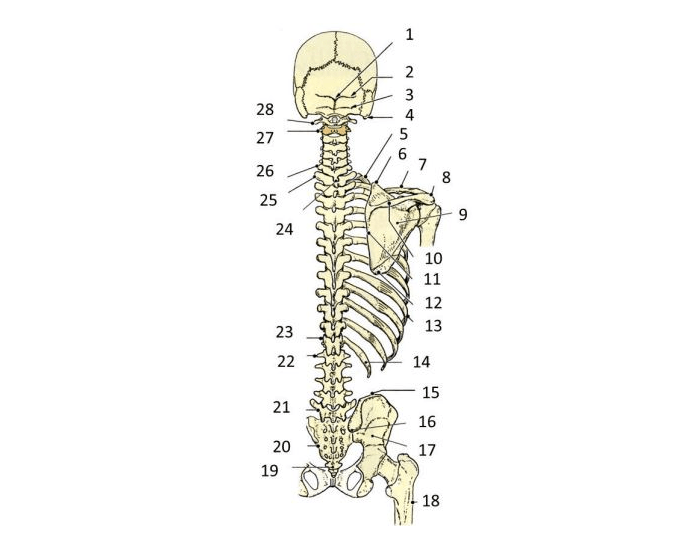 back and vertebral column skeleton Quiz