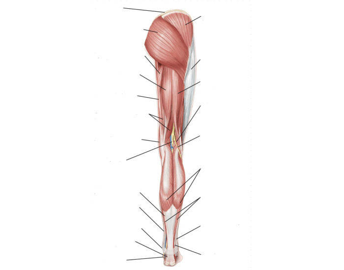 Leg Back Labelling Leg muscles (posterior) labeling Quiz